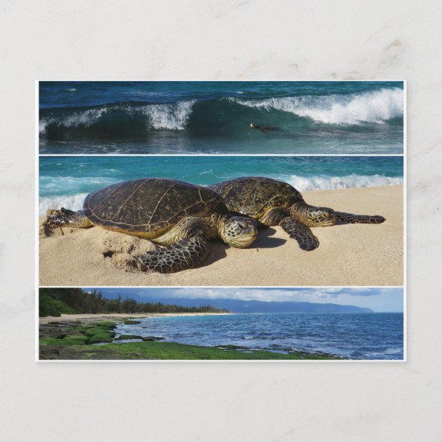 Honu, Hawaiian Green Sea Turtle, Oahu, North Shore Postcard (Front)