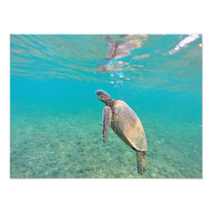 Honu Hawaiin Green Sea Turtle Underwater Print