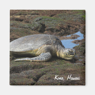 Honu Resting on the Warm Rocks Magnet