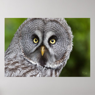 Hoo are You Print