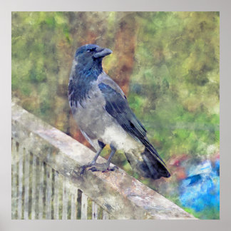 Hooded Crow of Ross Castle Ireland  Poster