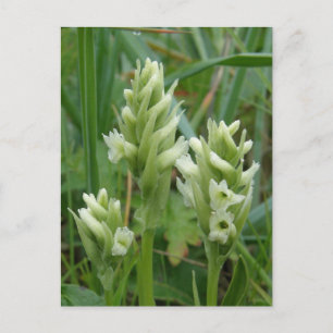 Hooded Ladies Tresses, Unalaska Island Postcard