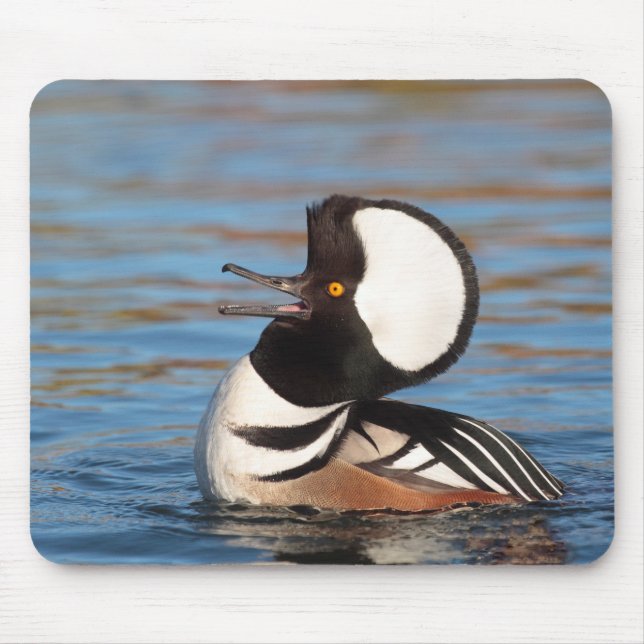 Hooded Merganser Calling Mouse Pad (Front)