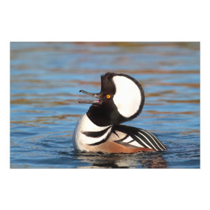 Hooded Merganser Calling Photo Print