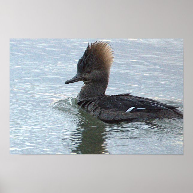 Hooded Merganser Duck Poster (Front)