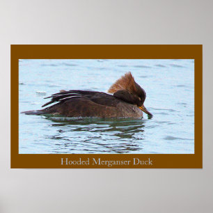 Hooded Merganser Duck Poster