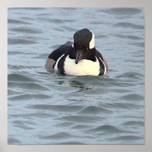 Hooded Merganser Duck Poster