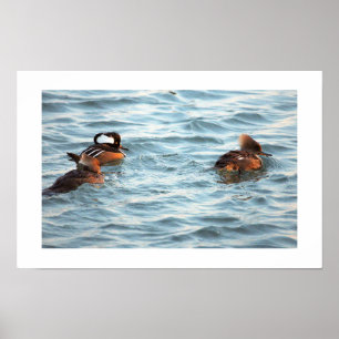 Hooded Merganser Ducks Poster