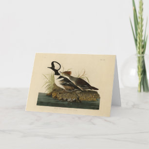 Hooded Merganser - from Audubon's Birds of America Card