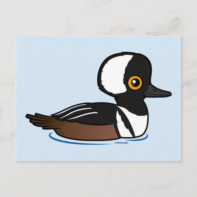 Hooded Merganser Postcard (Front)