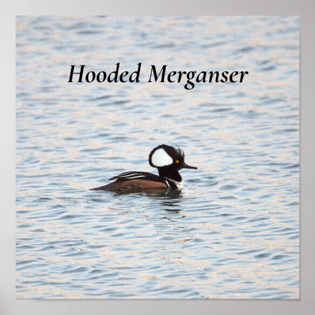Hooded Merganser Poster (Front)