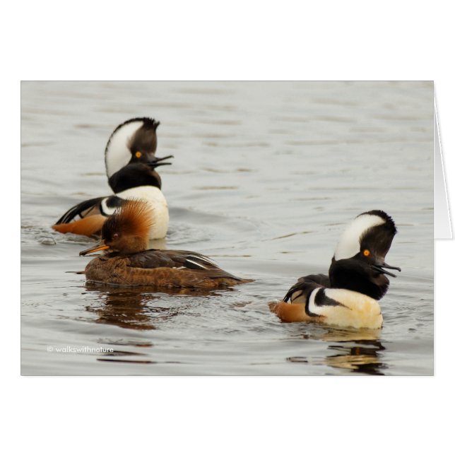 Hooded Mergansers: She's Not Impressed (Front Horizontal)