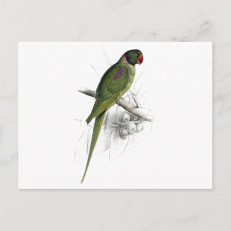 Hooded Parrakeet by Edward Lear Postcard
