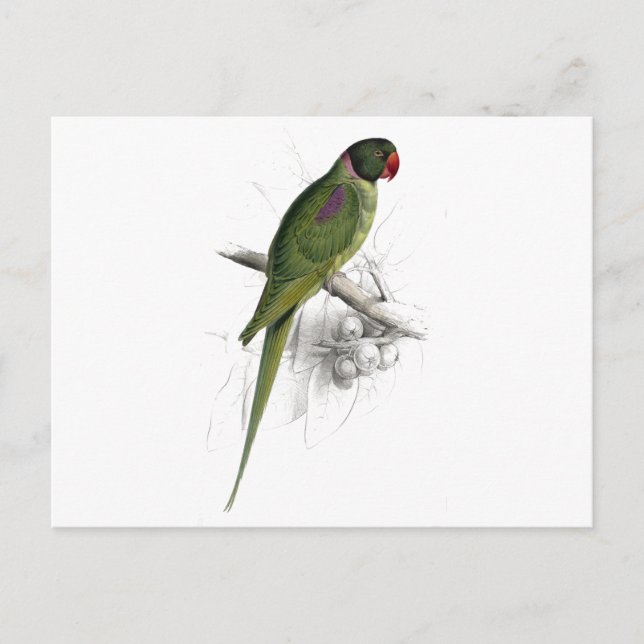 Hooded Parrakeet by Edward Lear Postcard (Front)