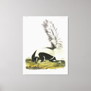 Hooded Skunk or Large-tailed Skunk from Audubon Canvas Print