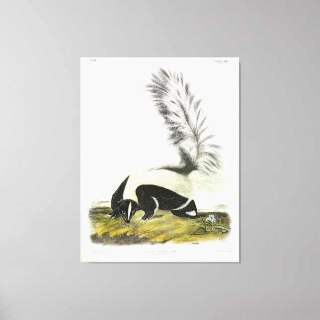 Hooded Skunk or Large-tailed Skunk from Audubon Canvas Print (Front)