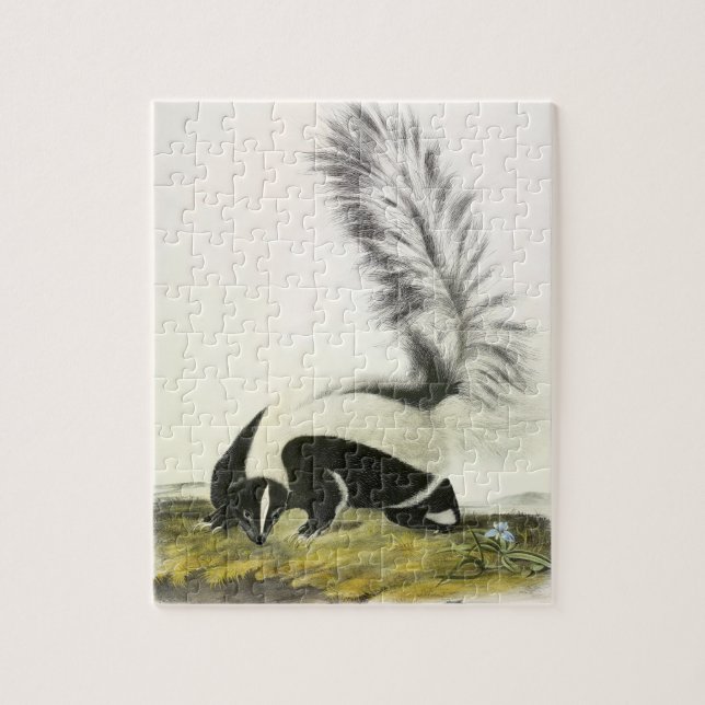 Hooded Skunk or Large-tailed Skunk from Audubon Jigsaw Puzzle (Vertical)