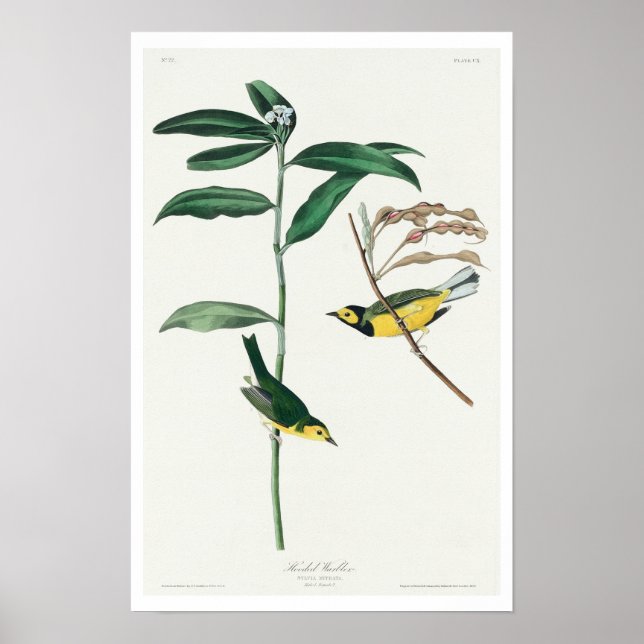 Hooded Warbler by Audubon Poster (Front)