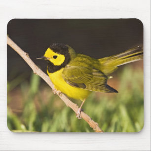 Hooded Warbler Wilsonia citrina) Mouse Pad