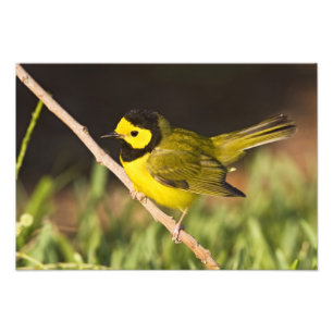 Hooded Warbler Wilsonia citrina) Photo Print