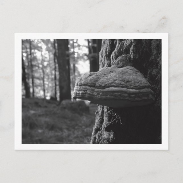 Hoof Fungus Postcard (Front)