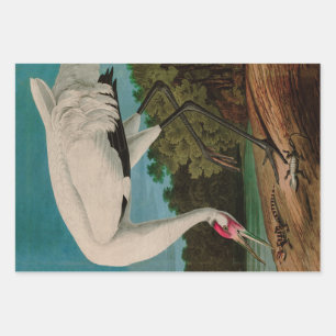 Hooping Crane Birds of America Audubon Print Wrapping Paper Sheet