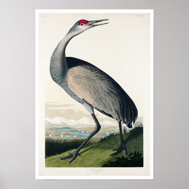 Hooping Crane by Audubon Poster (Front)