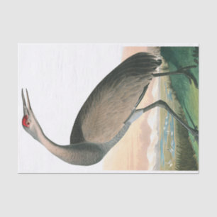Hooping Crane by John James Audubon Tissue Paper