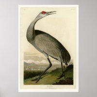 Hooping Crane