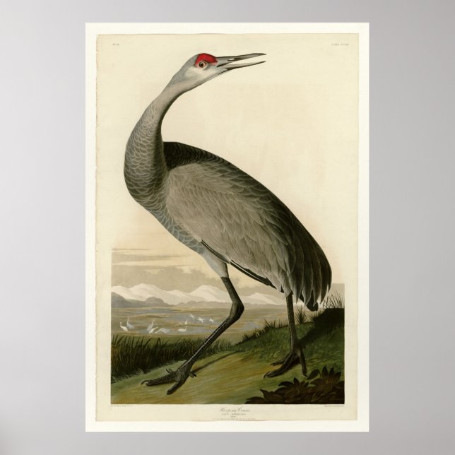Hooping Crane Poster (Front)