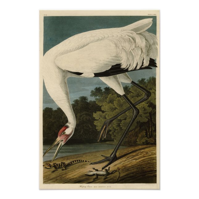 Hooping (Whooping) Crane, Audubon Birds of America Photo Print (Front)