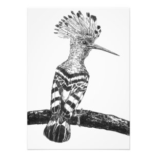 Hoopoe drawing photo print