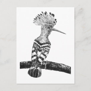 Hoopoe drawing postcard