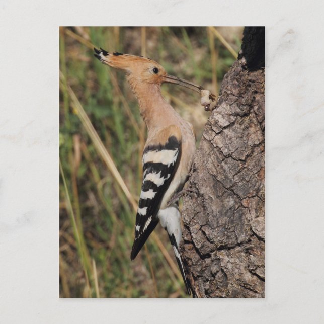Hoopoe Feeding Nestling Postcard (Front)