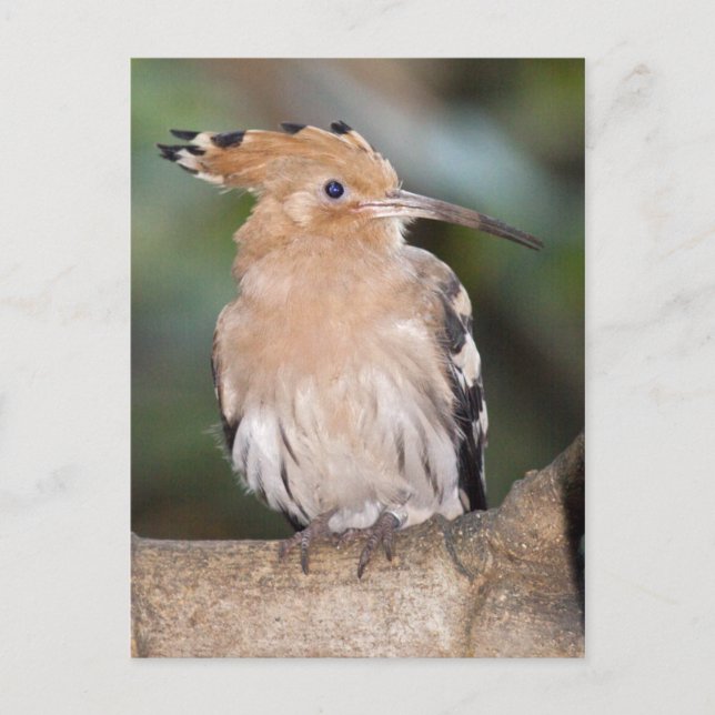 Hoopoe Postcard (Front)