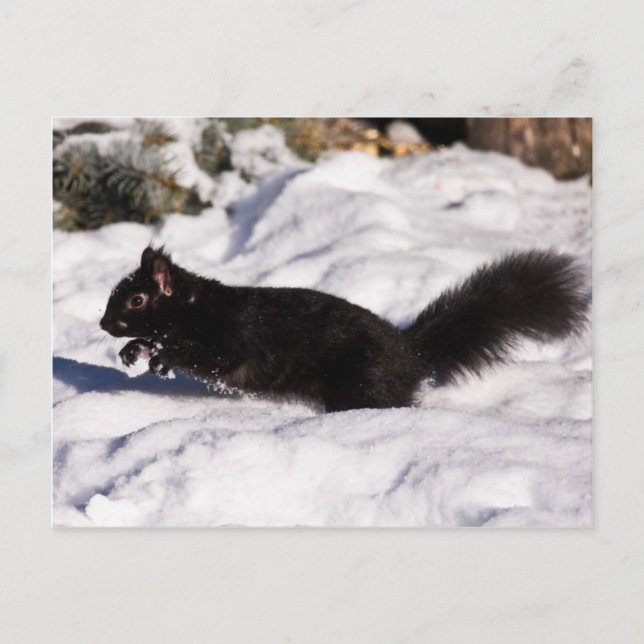 Hop, Skip, and a Jump Postcard (Front)