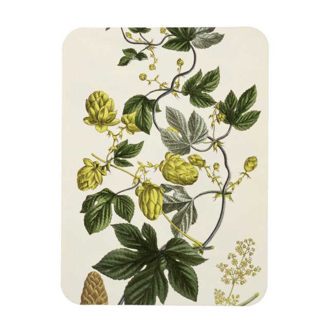 Hop Vine, from 'The Young Landsman', published Vie Magnet (Vertical)