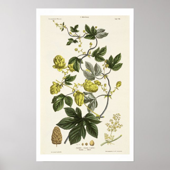 Hop Vine, from 'The Young Landsman', published Vie Poster (Front)