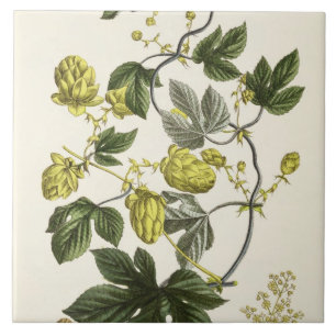 Hop Vine, from 'The Young Landsman', published Vie Tile