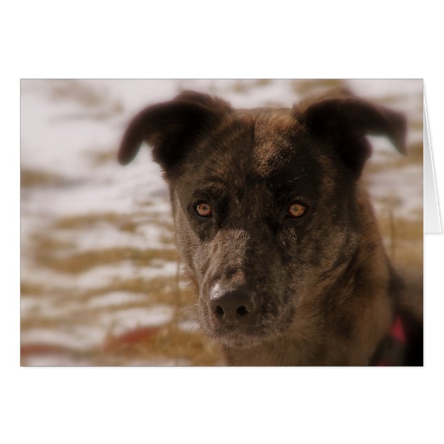 Hope German Shepherd Toutes les occasions (Devant horizontal)