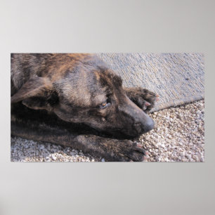 Hopeful For A Forever Home Poster