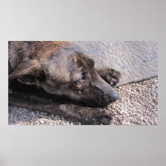 Hopeful For A Forever Home Poster