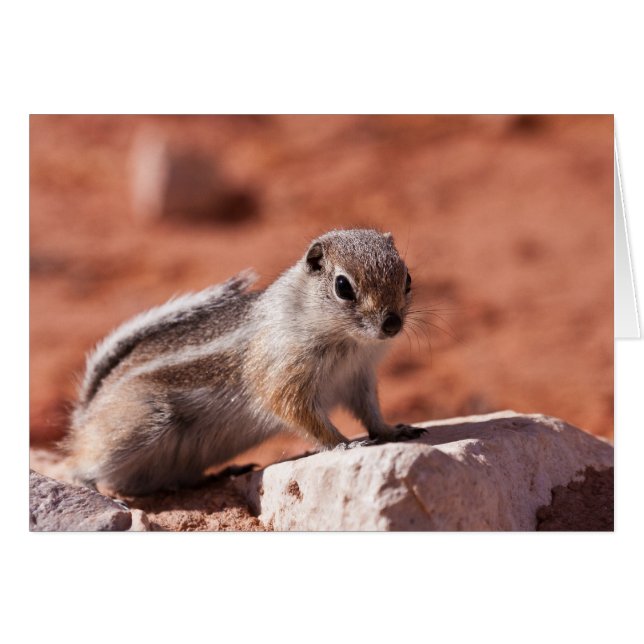 Hopeful Lookout (Front Horizontal)