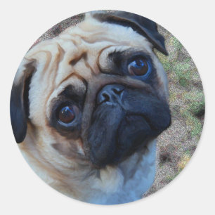 Hopeful Pug Classic Round Sticker