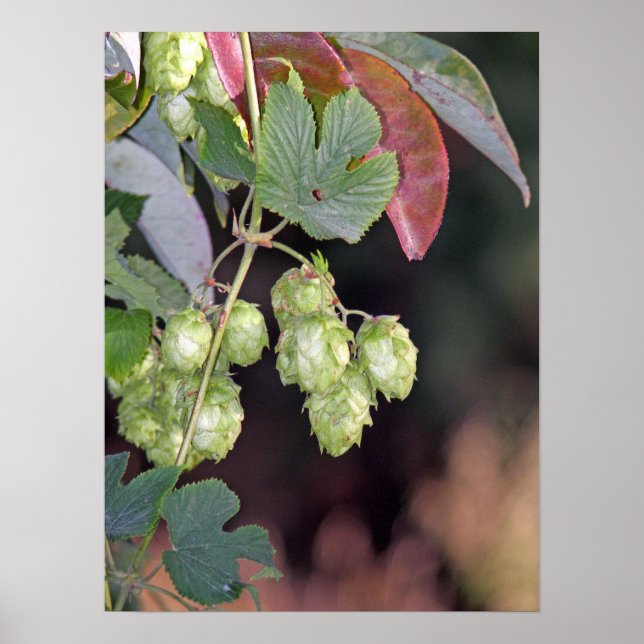 Hops Poster (Front)