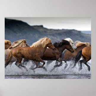 Horde chevaux, Papier poster (mat)