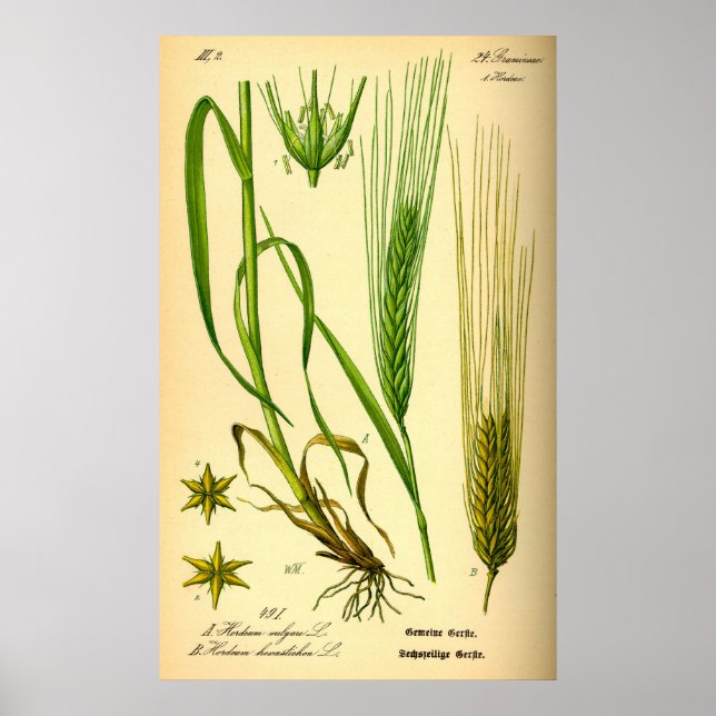 Hordeum Vulgare Poster d'orge (Devant)