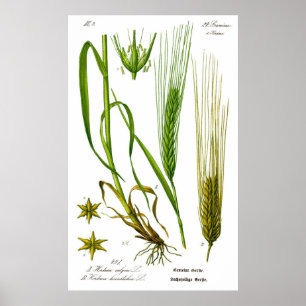 Hordeum Vulgare Poster d'orge