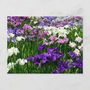 Horikiri Shobuen (Iris Garden): Japan Postcard