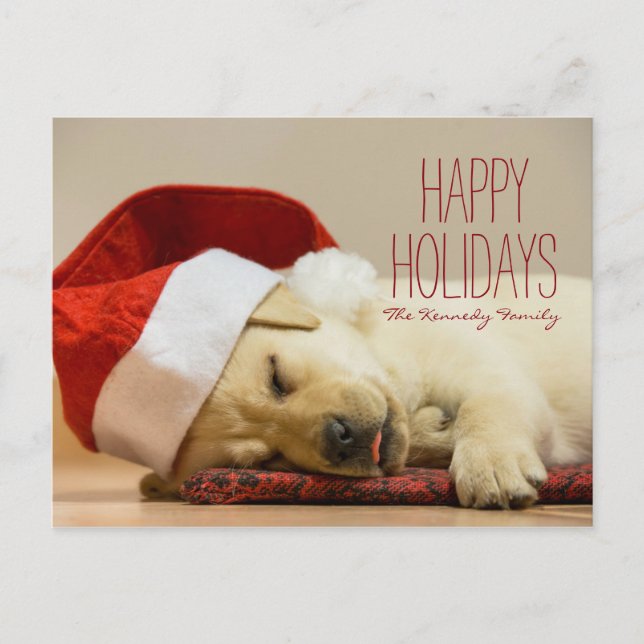 Horizontal image of a two months old Labrador Holiday Postcard (Front)